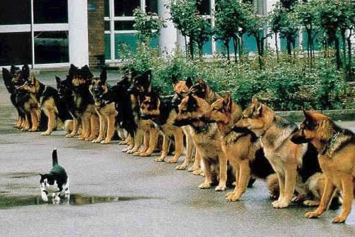 Living dangerously: a cat brazenly walking in front of a phalanx of German Shepherds.