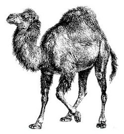 The Perl Camel