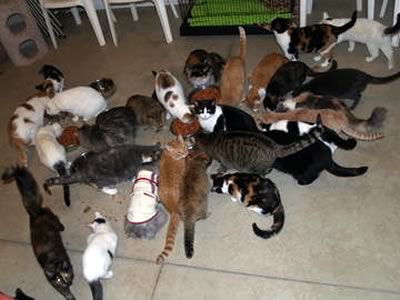 A gathering of several cats