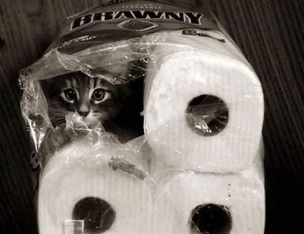 Cat hiding in a pack of toilet paper rolls