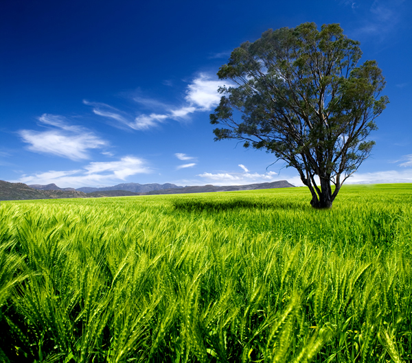 Tree in the middle of a field of green wheat