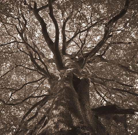 Trunk and branches