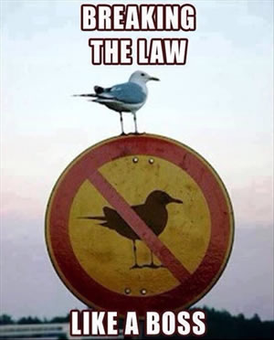 breaking the law like a boss