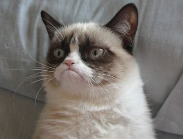 grumpy cat