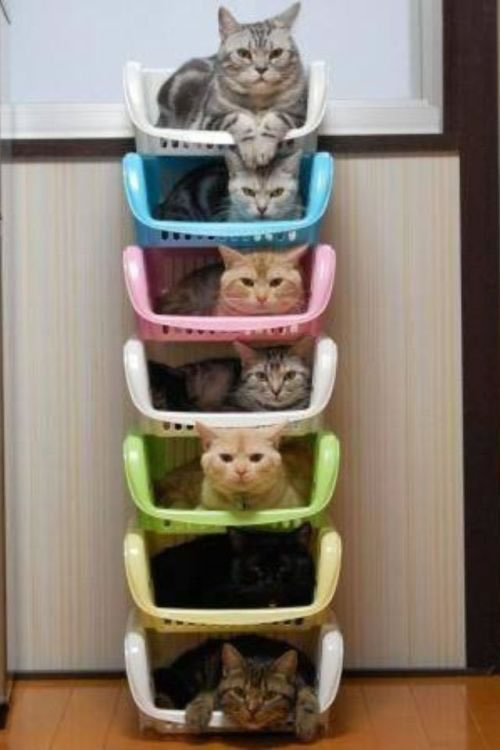 seven layer cats