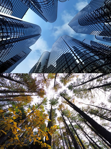 skyscrapers and trees from the ground