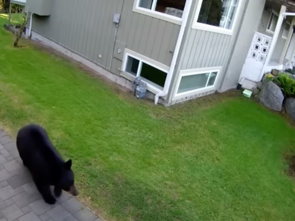 Still image from security cameera footage of a black bear wandering in the space between Richard’s house and his neighbor’s house.